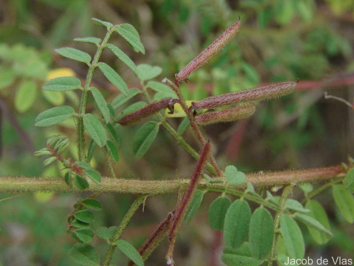 Indigofera colutea (Burm.f.) Merr.